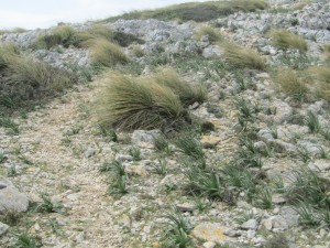 IMG_4784 (Medium)